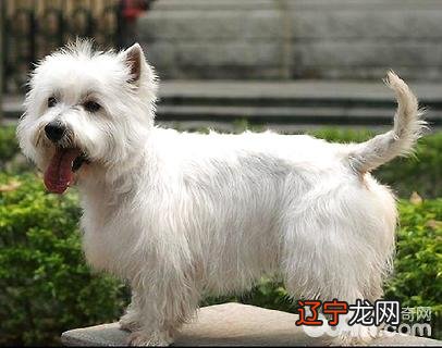 怎么看西高地纯不纯？纯种西高地白梗有哪些特征