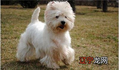 怎么看西高地纯不纯？纯种西高地白梗有哪些特征