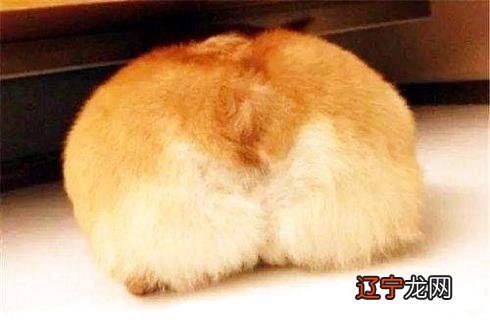 柯基幼犬怎么挑选?如何看品相?