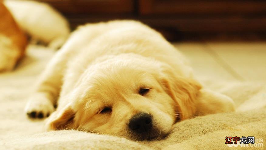 金毛缺点有哪些_细数金毛的六大缺点