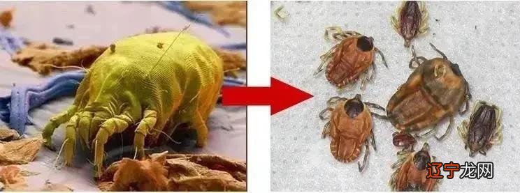 控油界的黑马！螨虫、头屑一扫而光，头发蓬松柔顺有光泽！比吹了海风还清爽！