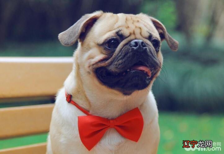 预防狗狗中暑的措施，狗狗中暑应该如何处理