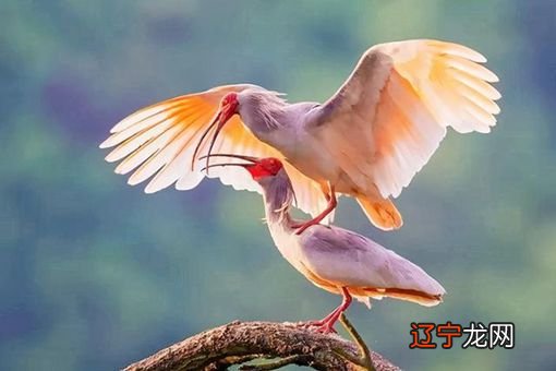 中国国鸟是什么 中国国鸟是啥鸟