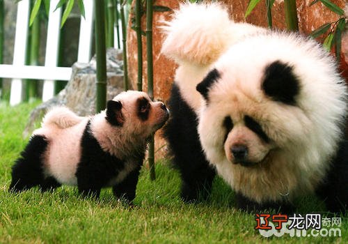 藏獒变松狮——买狗注意哪些问题防止被骗