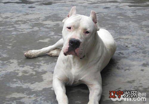 杜高犬脾气怎么样