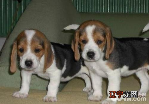 要狗狗长寿需要注意什么