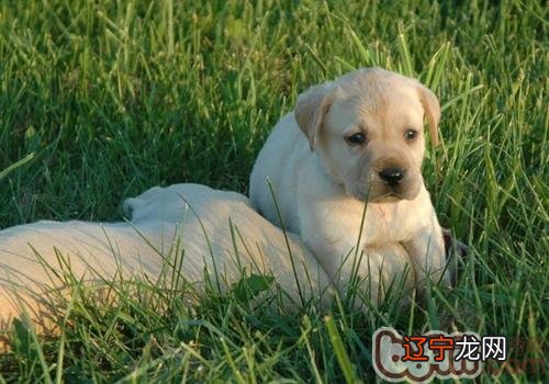 如何挑选拉布拉多