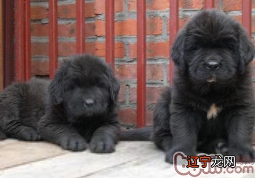 狗狗中蛇毒如何急救