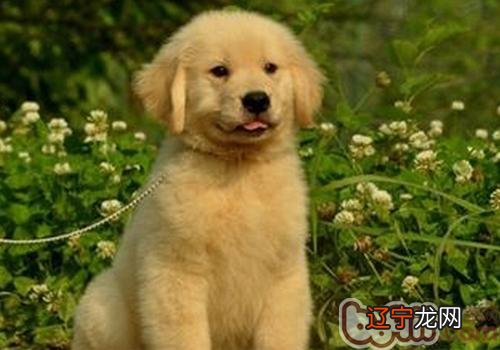 养狗需要知道的事有哪些