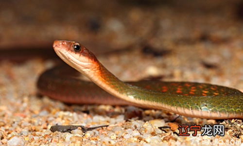 梦见被蛇咬什么意思周公解梦女的 梦见被蛇咬什么意思