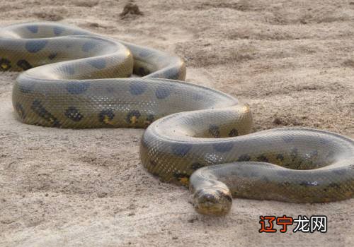 梦见很大蛇吃人 大蛇吃人