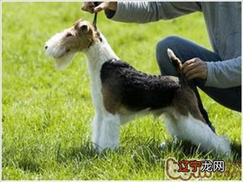 梗类拔毛知识详解,正确理解拔毛观念