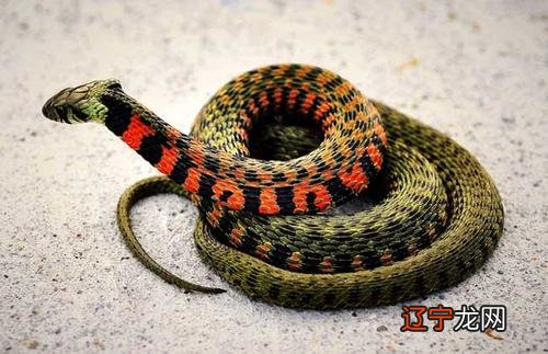 周公解梦下载免费版官方 周公解梦大全查询蛇