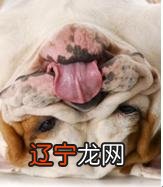 年龄增大的狗会出现哪些异常行为