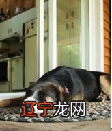 年龄增大的狗会出现哪些异常行为