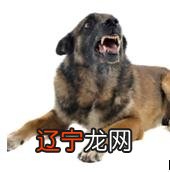 年龄增大的狗会出现哪些异常行为