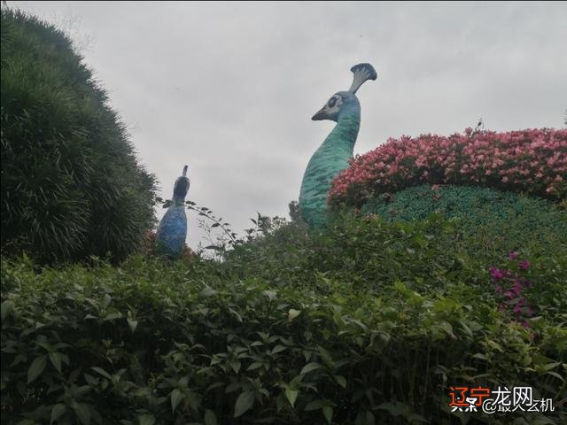 83属猪痛点在哪