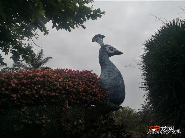 83属猪痛点在哪