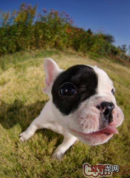 宠物狗最好少喂它喝矿泉水