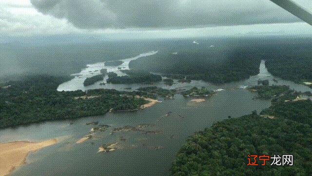 招财猫鱼吃鱼视频 招财猫鱼吃什么