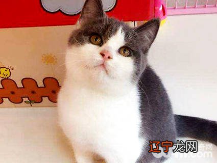 蓝白猫是甚么品种？蓝白猫几多钱一只？