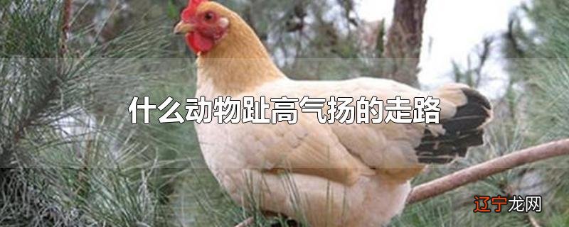 什么动物趾高气扬的走路