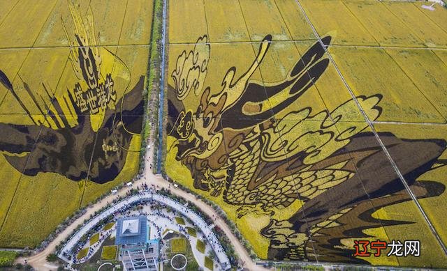 周公解梦梦见泥鳅鱼 最全的解梦大全梦见鱼