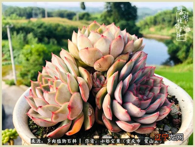 梦见别人还了我一叠钱是什么意思 梦见别人抢我钱是什么意思