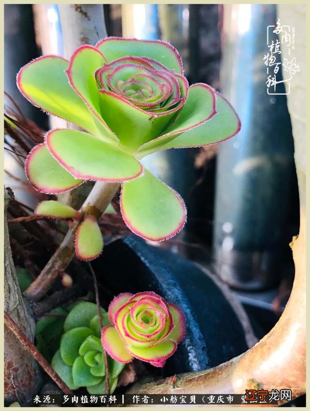 梦见别人还了我一叠钱是什么意思 梦见别人抢我钱是什么意思