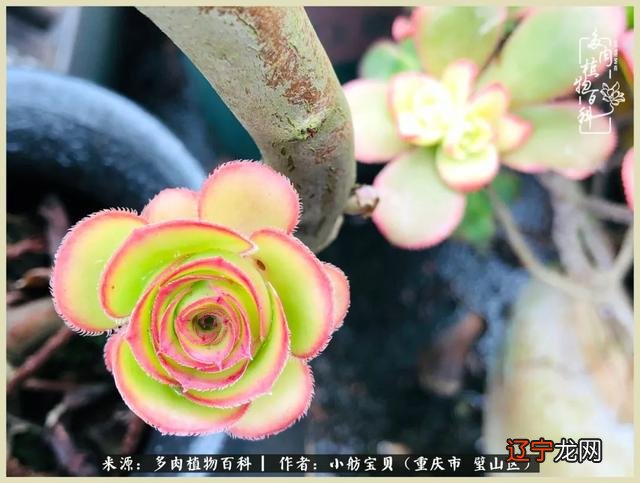 梦见别人还了我一叠钱是什么意思 梦见别人抢我钱是什么意思