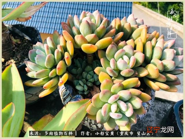 梦见别人还了我一叠钱是什么意思 梦见别人抢我钱是什么意思