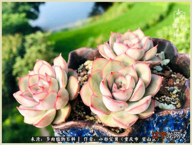 梦见别人还了我一叠钱是什么意思 梦见别人抢我钱是什么意思