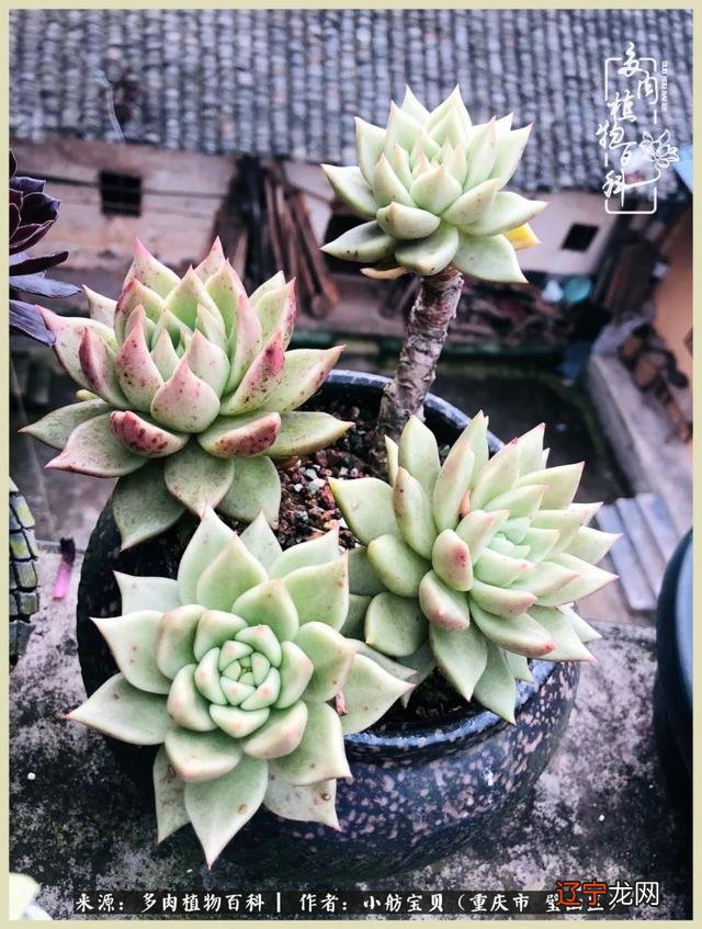 梦见别人还了我一叠钱是什么意思 梦见别人抢我钱是什么意思