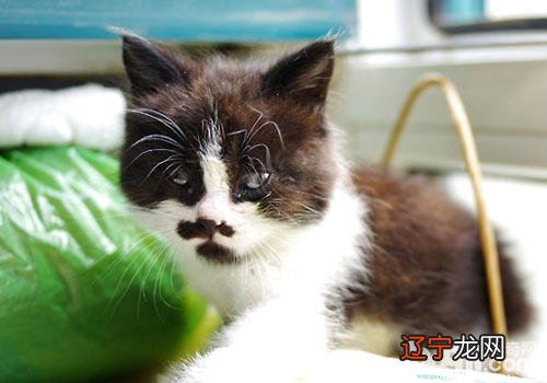 养猫的意义:鼓舞人心,走出自闭?