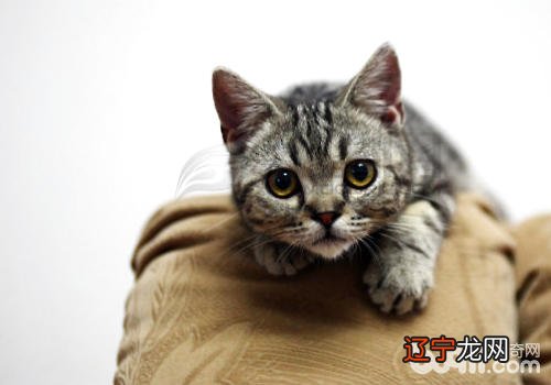 与猫咪相处的毛病行动