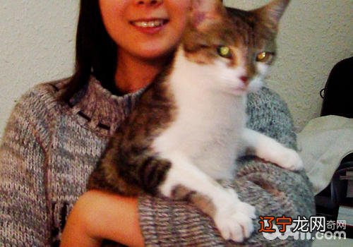 与猫咪相处的毛病行动