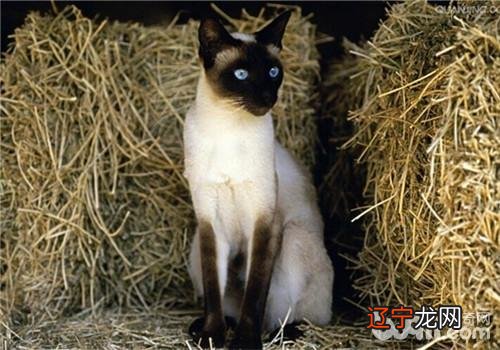 猫咪对养分的需求