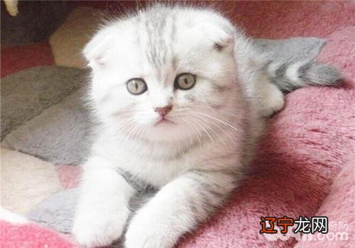 猫咪家庭不测变乱之异物进喉