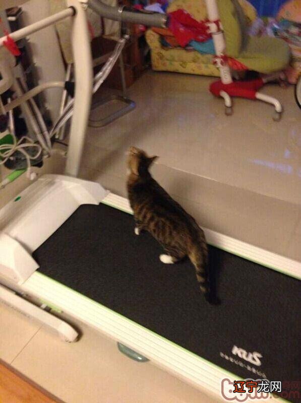 猫奴必需存眷的几件事之猫咪肥胖