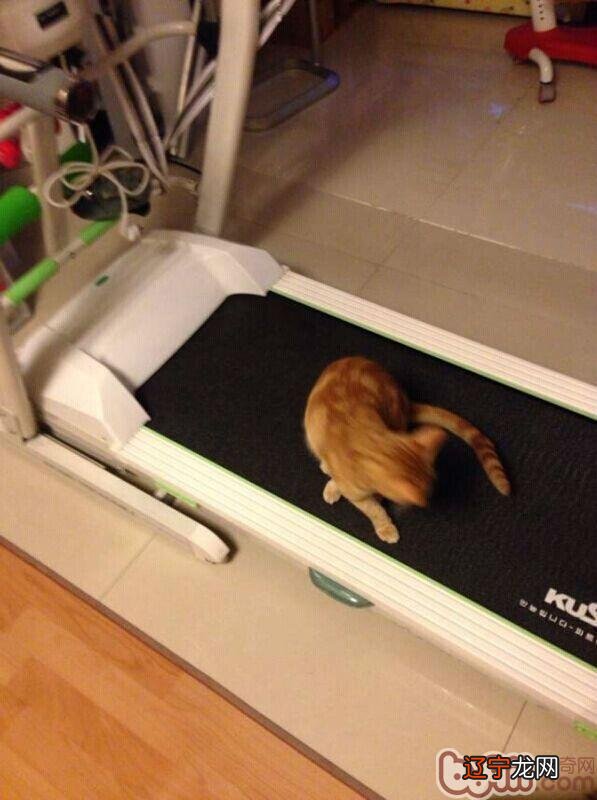 猫奴必需存眷的几件事之猫咪肥胖