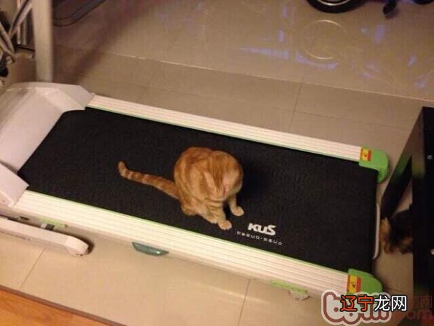 猫奴必需存眷的几件事之猫咪肥胖