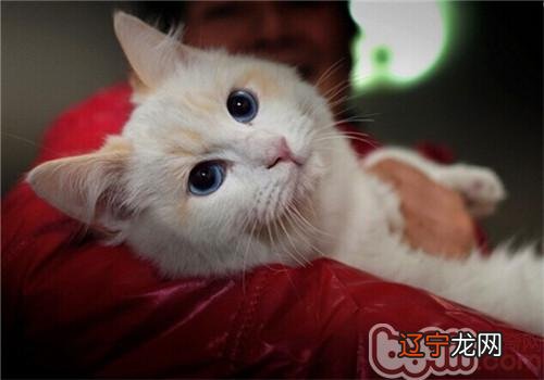 猫咪喜好钻被窝怎样办