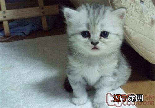 给猫咪洗澡六步调