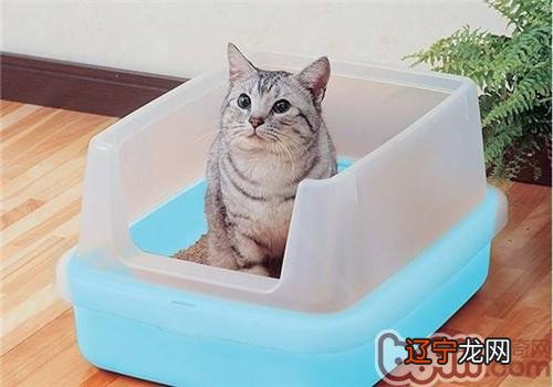 猫砂的选购要点