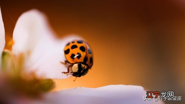 双子座配什么座最合适 双子座和什么座最配对正确答案