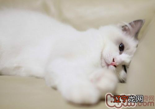 致使猫咪惧怕老鼠的缘由