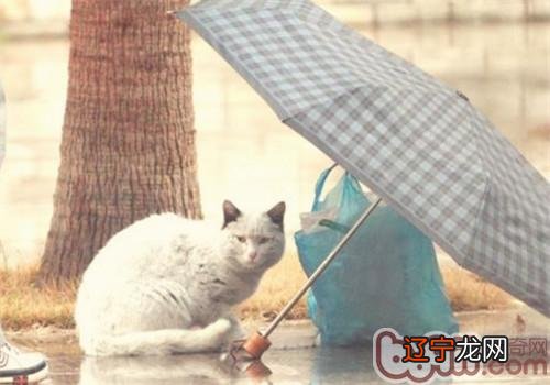 姑且寄养流离猫要注重甚么