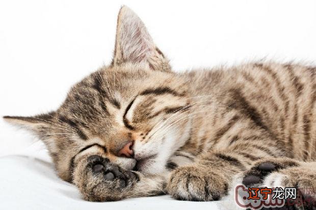 人类对猫咪的八个曲解