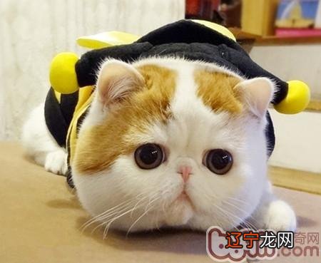 你知道怎样给猫咪掏耳朵吗?