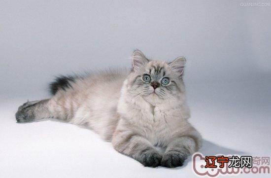 猫咪泪痕的常见处置方式